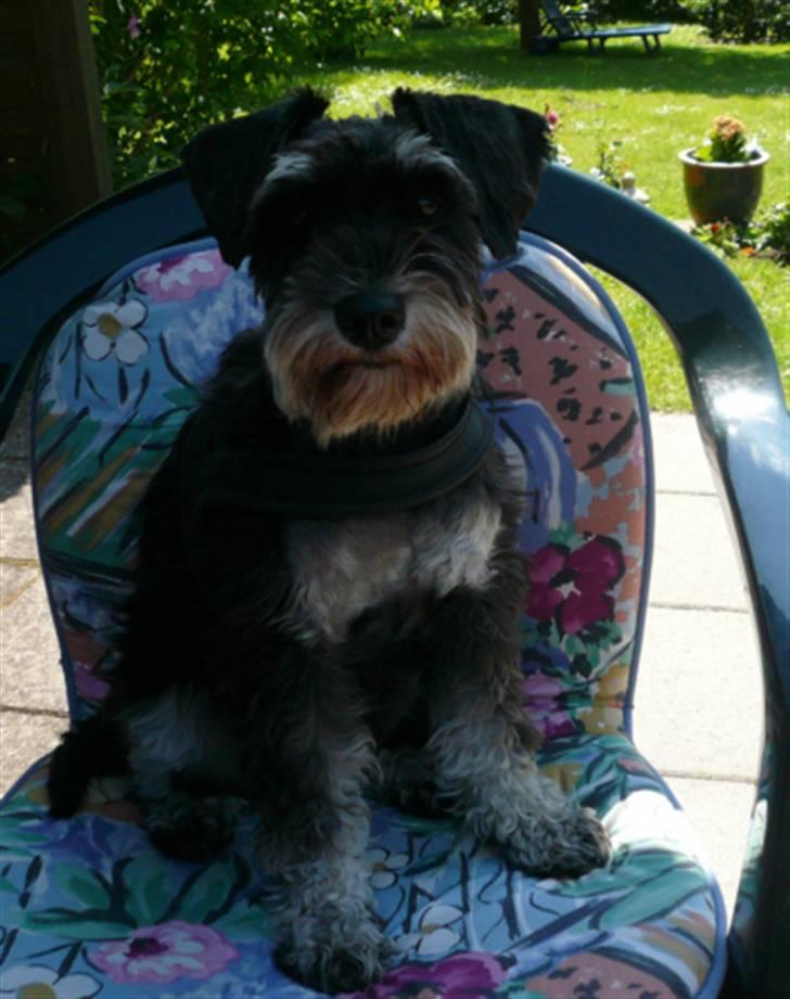 Dvaergschnauzer * ( `´SINDY`´ ) * RIP 25.07.13 - Sindy d 150707 billede 12