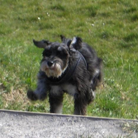 Dvaergschnauzer * ( `´SINDY`´ ) * RIP 25.07.13 - Se lige stå kun på to ben billede 13