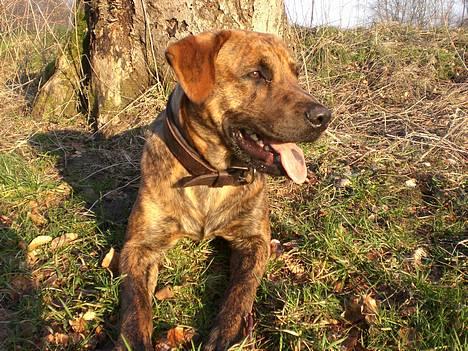 Blanding af racer Silver (død d. 11/5-07) - se min plet på tungen . billede 1