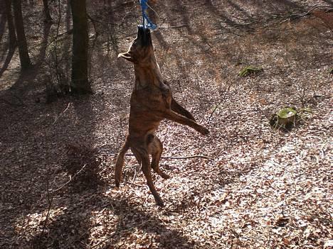 Blanding af racer Silver (død d. 11/5-07) - Mor og Far var også oppe i hænge i den så jeg ville også lige prøve, det var sjovt :o) billede 2