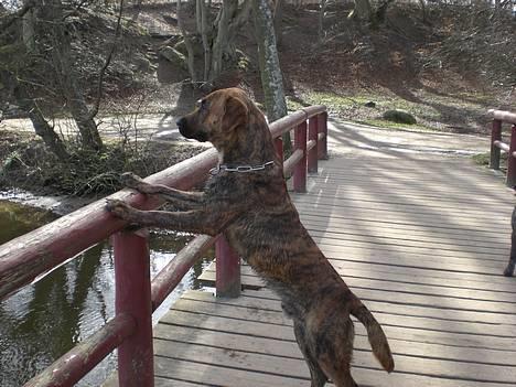 Blanding af racer Silver (død d. 11/5-07) billede 3