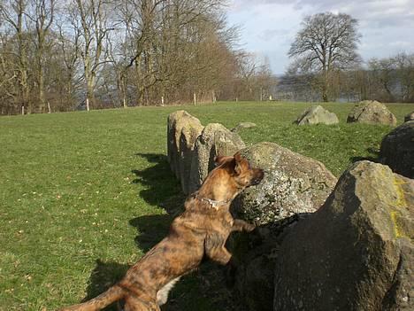 Blanding af racer Silver (død d. 11/5-07) - hopsa billede 4