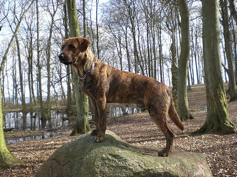 Blanding af racer Silver (død d. 11/5-07) billede 5