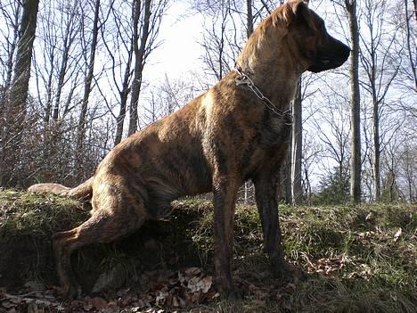 Blanding af racer Silver (død d. 11/5-07) billede 6