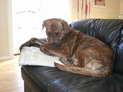 Blanding af racer Silver (død d. 11/5-07) - puha hvem har slået en prut!? billede 7