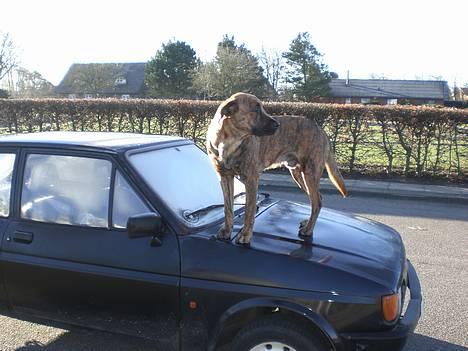 Blanding af racer Silver (død d. 11/5-07) - så mor nu kan du ikke køre nogen steder... billede 8