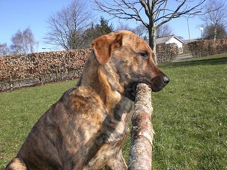 Blanding af racer Silver (død d. 11/5-07) - Mums det er en god pind. billede 9