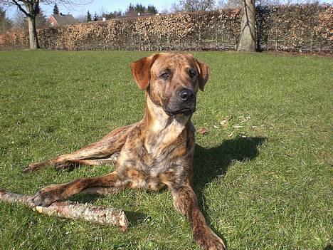 Blanding af racer Silver (død d. 11/5-07) - Hey... Er det en større pind jeg kan se? billede 10