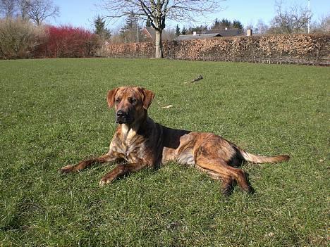 Blanding af racer Silver (død d. 11/5-07) billede 11