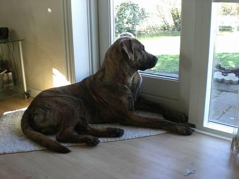 Blanding af racer Silver (død d. 11/5-07) - Bedste sted at holde øje med haven. billede 12