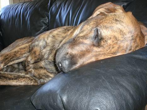 Blanding af racer Silver (død d. 11/5-07) - Endelig lidt tid til at slappe HELT af! billede 13