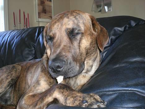 Blanding af racer Silver (død d. 11/5-07) - itu reven toilet-papirsruller er altid gode at have i munden når man skal sove. billede 14