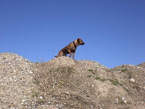 Blanding af racer Silver (død d. 11/5-07) billede 15
