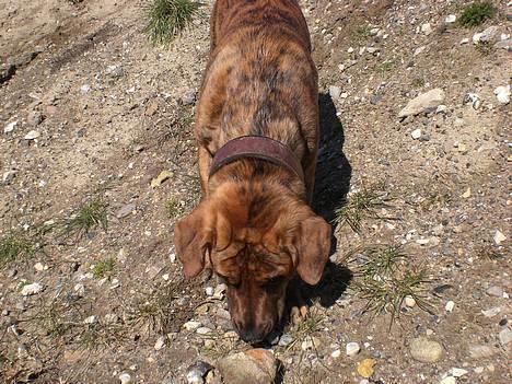 Blanding af racer Silver (død d. 11/5-07) billede 16