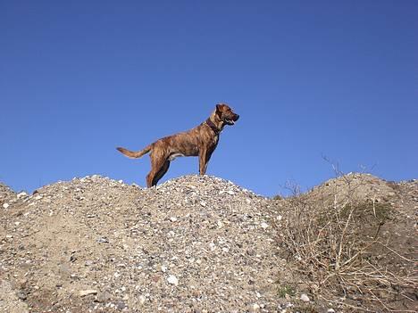 Blanding af racer Silver (død d. 11/5-07) - Wauw sikke en udsigt! billede 17