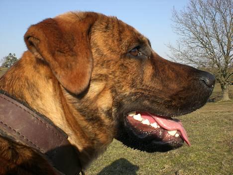 Blanding af racer Silver (død d. 11/5-07) billede 18