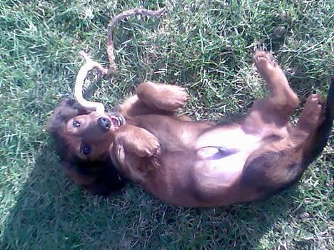 Dværggravhund Viktor - Davs, jeg hygger mig altså bare..... billede 1