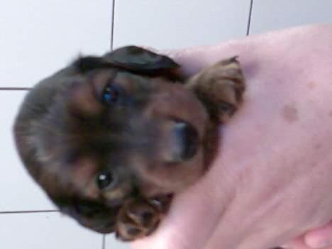 Dværggravhund Viktor - Vi mødtes 1. gang hos opdrætterne i Vejle i januar måned. Da var Viktor ca. 4 uger gammel billede 2