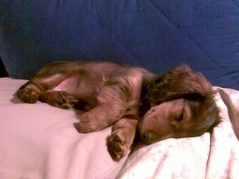 Dværggravhund Viktor - Livet er jo lidt hårdt for en lille dreng, så er det jo rart med en lur når man bliver træt..*SS*.... billede 3