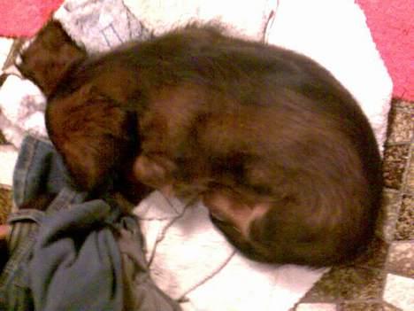 Dværggravhund Viktor - Den der sover synder ej.... *smil* billede 4