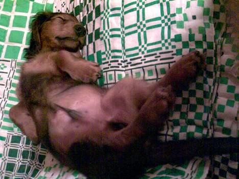 Dværggravhund Viktor - Er jeg ikke bare lidt dejlig...? billede 5