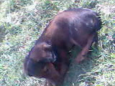 Dværggravhund Viktor - Undersøger lige *tingene* far.... billede 6