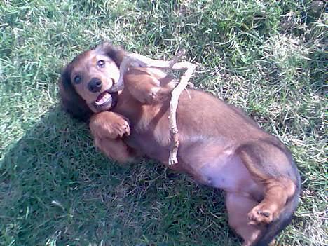 Dværggravhund Viktor - Er glad for opmærksomheden og gør sig lige lidt til... billede 7