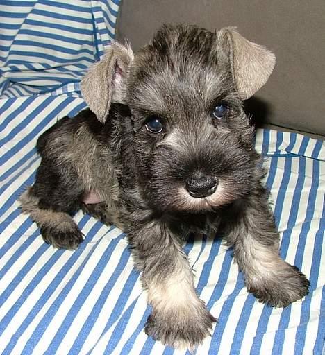 Dvaergschnauzer Solimans A Taste Of Honey - 6 uger gammel, da vi var ovre og vælge hende billede 1