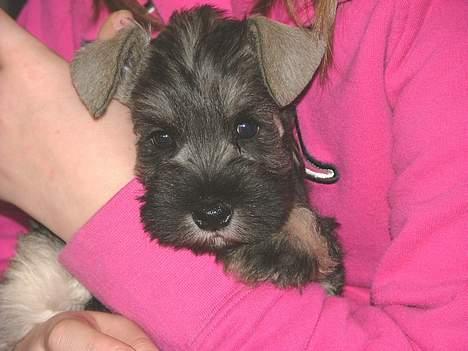 Dvaergschnauzer Solimans A Taste Of Honey - 6 uger billede 2