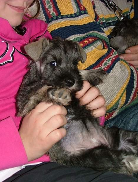 Dvaergschnauzer Solimans A Taste Of Honey - 6 uger billede 3