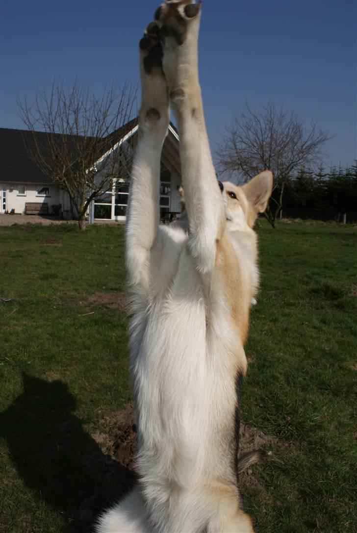Blanding af racer Shiva *FÅET NYT HJEM* - "Se hvad jeg kan.." billede 7