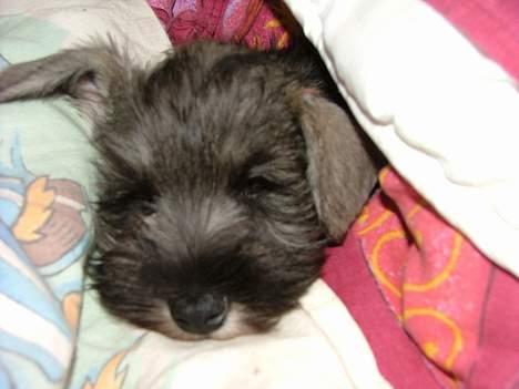 Dvaergschnauzer Solimans A Taste Of Honey - 8 uger og lige kommet hjem billede 4