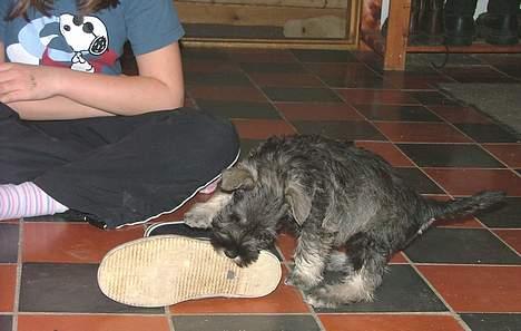 Dvaergschnauzer Solimans A Taste Of Honey - 9 uger billede 5