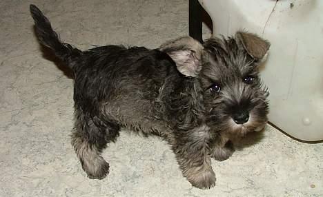 Dvaergschnauzer Solimans A Taste Of Honey - 9 uger billede 6