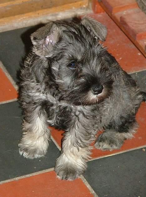 Dvaergschnauzer Solimans A Taste Of Honey - 9 uger  billede 7