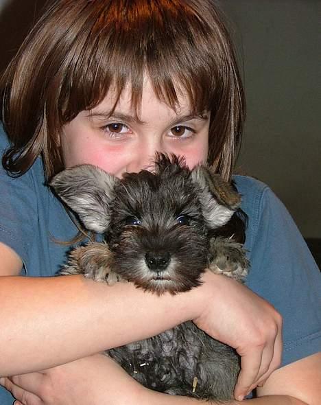 Dvaergschnauzer Solimans A Taste Of Honey - Honey 9 uger og mig billede 8