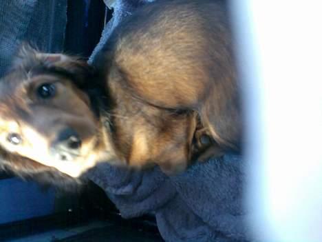 Dværggravhund Viktor - Jeg kører bil med far... billede 8