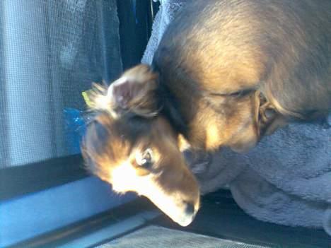 Dværggravhund Viktor - Er dog ikke altid helt tilfreds med at ligge i min transportkasse... billede 9