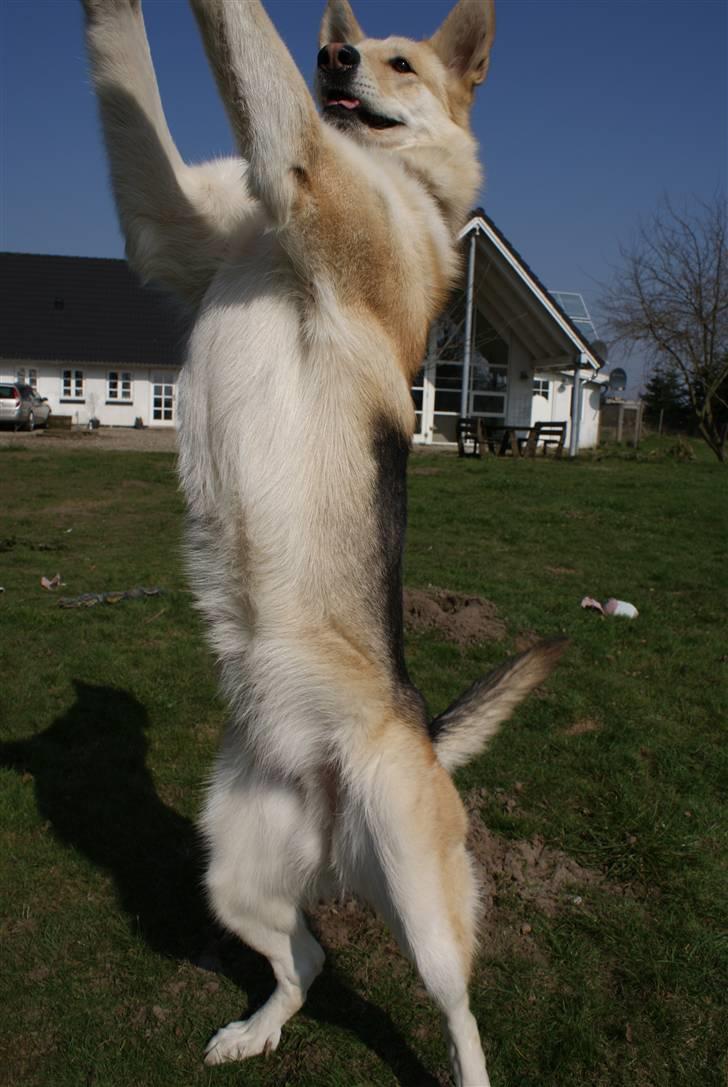 Blanding af racer Shiva *FÅET NYT HJEM* billede 8