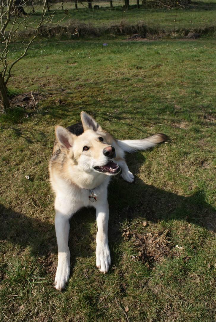 Blanding af racer Shiva *FÅET NYT HJEM* billede 9