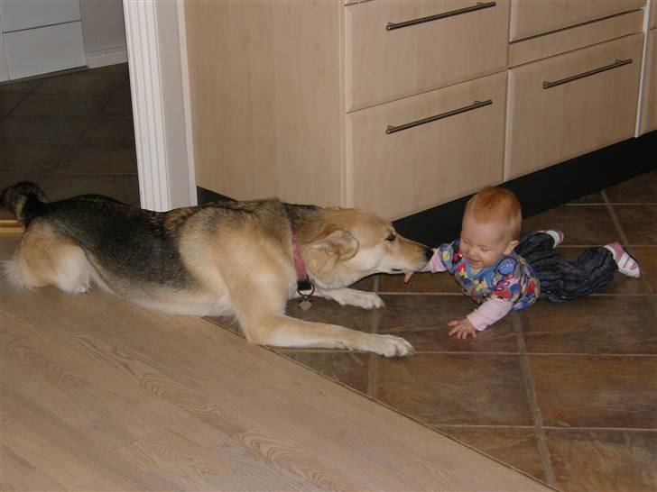 Blanding af racer Shiva *FÅET NYT HJEM* - Shiva og vores datter billede 10