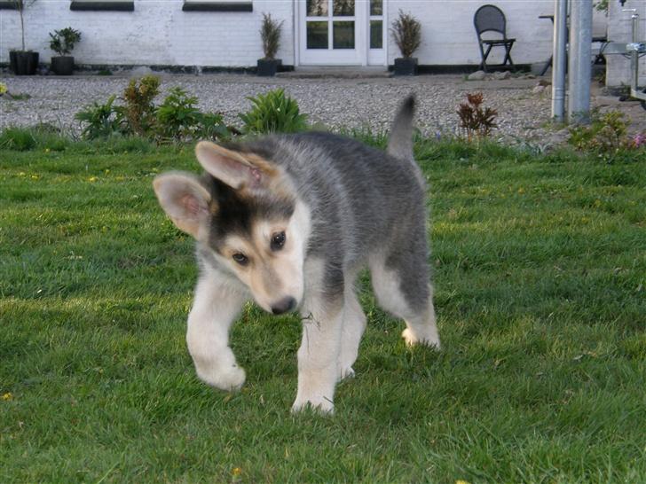Blanding af racer Shiva *FÅET NYT HJEM* - "Jeg er stor og farlig" billede 11