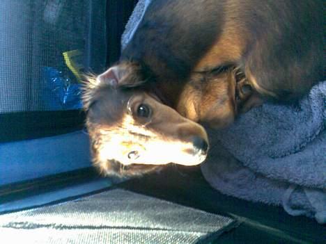 Dværggravhund Viktor - Mon ikke far snart tager mig op af denne kasse, jeg ser meget bedre fra hans skulder...*SS* billede 10