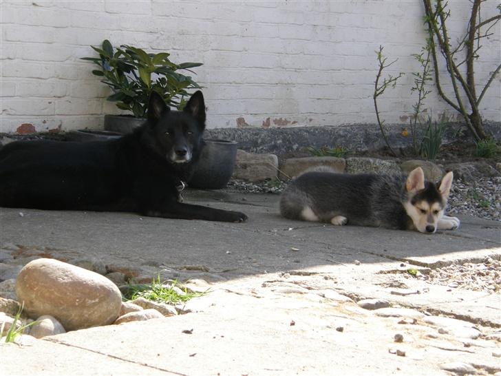 Blanding af racer Shiva *FÅET NYT HJEM* - Shiva & Sully billede 12