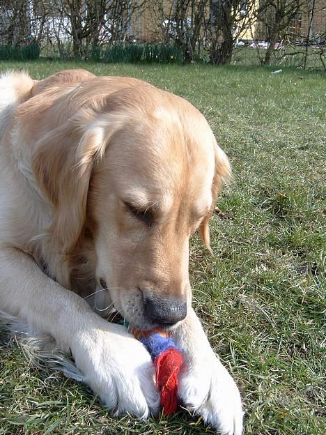 Golden retriever Charlie - Ser jeg ikke bare sød ud <3 billede 1