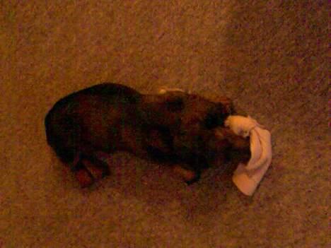 Dværggravhund Viktor - Jeg ordner lige den her for dig far... billede 11