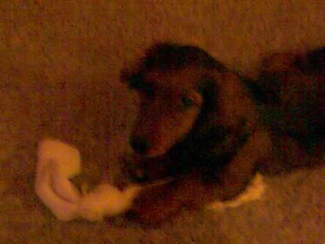 Dværggravhund Viktor - Så, nu er den her strømpe helt død og ikke spor farlig mere...*SS* billede 12