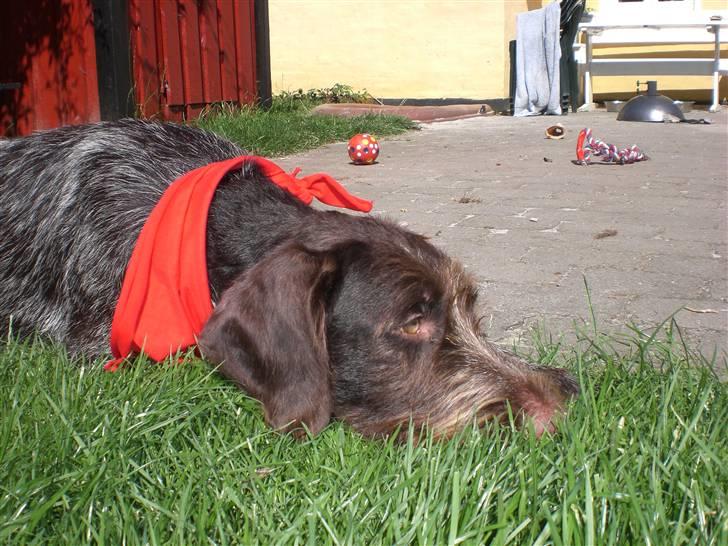 Ruhåret hønsehund Ra billede 9