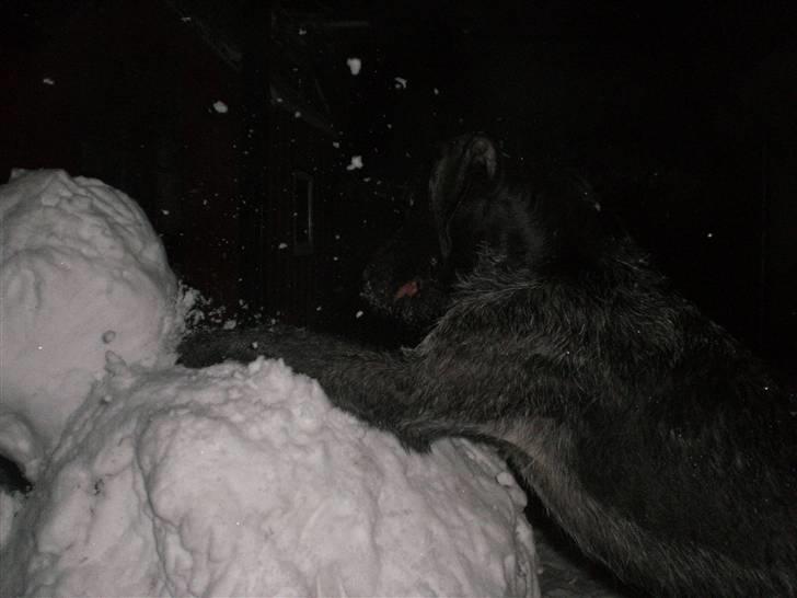 Ruhåret hønsehund Ra - DØ...... Snemand....! jeg smadre jer alle sammen muhahaaha...! billede 10