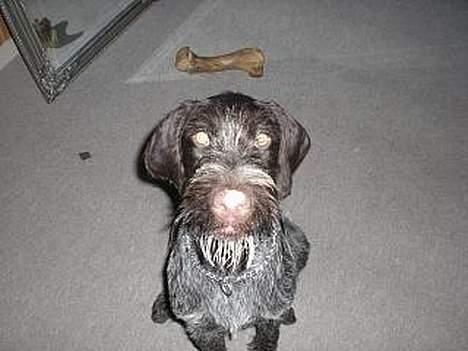 Ruhåret hønsehund Ra - Mums flødeskum..! billede 12